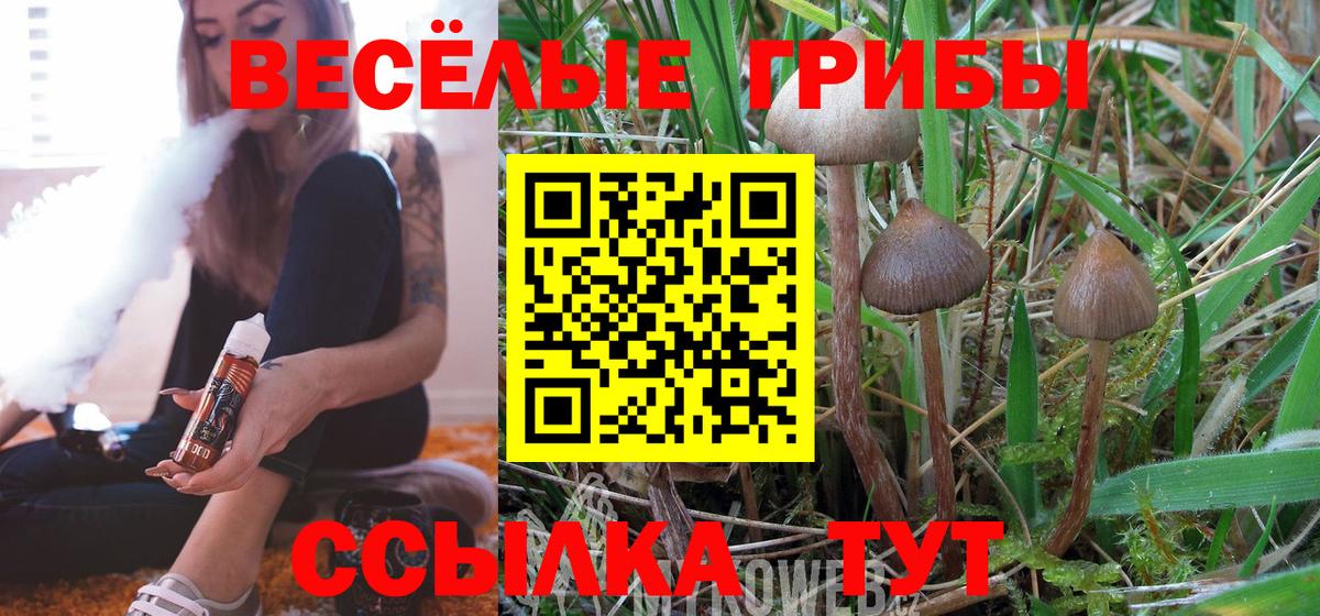 Галлюциногенные грибы Psilocybine cubensis Михайловск